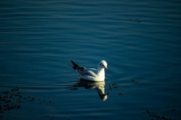 Küçük beyaz martı balık yakalamak için karanlık ve sakin denizde yüzüyor.