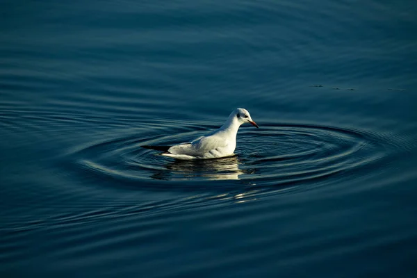 Küçük beyaz martı balık yakalamak için karanlık ve sakin denizde yüzüyor.