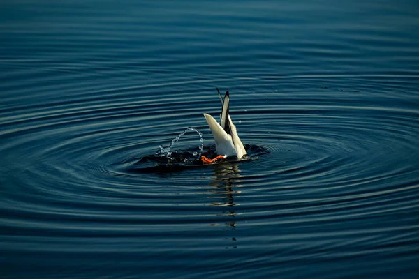Küçük beyaz martı balık yakalamak için karanlık ve sakin denizde yüzüyor.