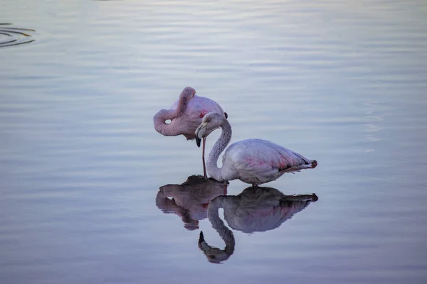 İki pembe flamingo Sakin ve sığ suda dinleniyor