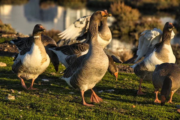 Sunset 'teki çayırda Kaz Sürüsü Yiyen Çimen Paketi