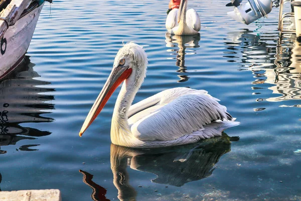 İzmir, Bostanli 'de güneşli bir günde sığ denizde dev bir Beyaz Pelikan Yüzücüsü