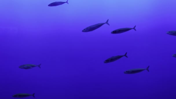 Escola Peixes Graciosamente Navegando Nas Profundezas Azuis Oceano Esta Filmagem — Vídeo de Stock