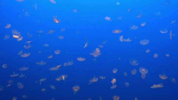 水母优雅地在清澈的蓝水中滑行 这些超凡脱俗的生物优雅的舞蹈 创造出一种迷人的水下奇观 这种奇观既舒缓又超现实 — 图库视频影像