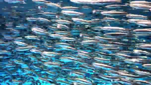 물고기의 학교는 우아하게 바다의 깊이를 숨막히는 영상은 생물들이 완벽한 고품질의 — 비디오