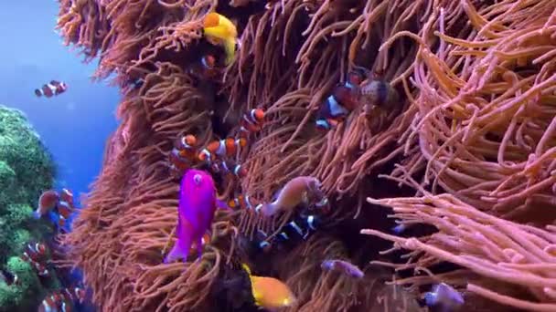 Kleurrijke Vissen Dansen Sierlijk Tussen Levendige Koralen Kristalhelder Blauw Water — Stockvideo