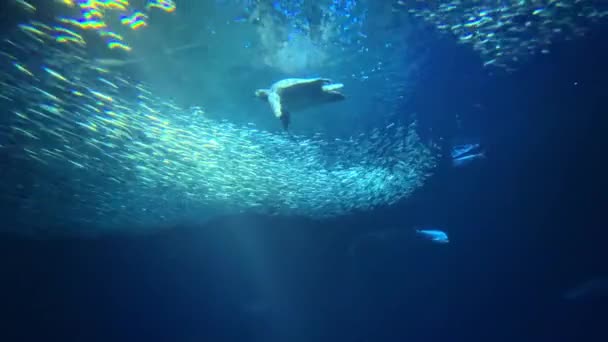 Escuela Peces Navegando Con Gracia Las Profundidades Azules Del Océano — Vídeos de Stock