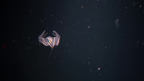 Medusas Cor Rosa Deslizam Graciosamente Pelas Águas Negras Escuras Dança — Vídeo de Stock