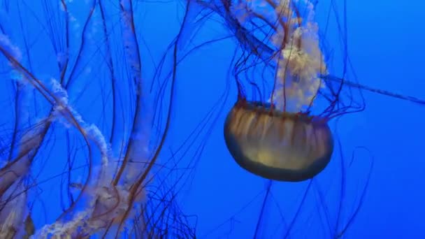 深橙色的水母优雅地在清澈的蓝水中滑行 这些超凡脱俗的生物的舞蹈 创造了一个迷人的水下奇观 既舒缓又超现实 — 图库视频影像