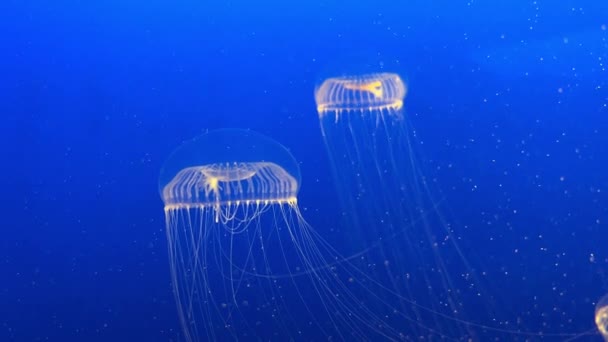 Meduza Wdziękiem Prześlizguje Się Przez Krystalicznie Czyste Błękitne Wody Delikatny — Wideo stockowe