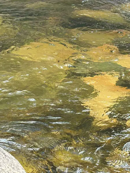 Nehir yatağındaki kayaların üzerinde parlayan berrak suyu gösteren sakin bir sahne. Güneş ışığı, su altındaki bitki örtüsünün canlı sarı ve yeşil renklerinin altını çizerek dalgalı yansımalar yaratır. Suyun nazikçe akışı, bir 