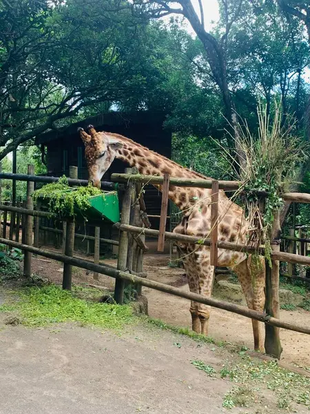 Nazik bir zürafa, bereketli bitki örtüsü ve kırsal ahşap çitlerle çevrili sakin bir vahşi yaşam parkındaki bir besleyicinin taze yeşil yapraklarını yemek için uzun boynunu nazikçe uzatır..