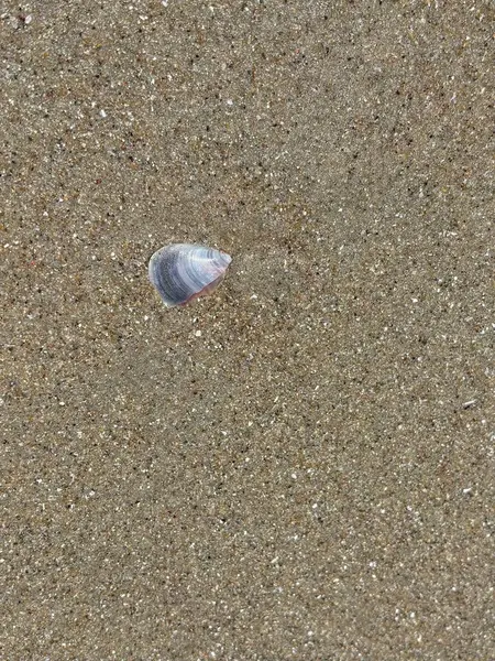 Yumuşak kumlu bir plajda duran hassas bir kabuğun yakın çekim görüntüsü. Kabuk mor ve beyaz yumuşak renkler sergiliyor, ince kum taneleriyle güzel bir tezat oluşturuyor. Sahne, doğanın yaratıcılığının güzelliği ve sükuneti çağrıştırıyor.