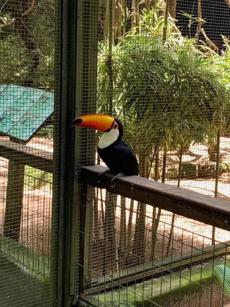 Çarpıcı sarı, turuncu ve siyah gagalı canlı bir tukan verimli yeşil bir muhafaza içinde ahşap bir kiriş üzerinde zarif bir şekilde tünemektedir. Arka plan kalın yapraklar ve kafesin dokulu ağıyla dolu. Bu görüntü güzelliği ve egzotiği yakalar.