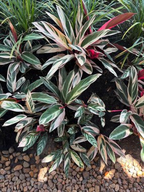 Parlak yeşil yaprakları beyaz ve pembe çizgili canlı tropikal bitkilerin yemyeşil ve pürüzsüz çakıl taşlarının arasına yerleşmiş, dingin ve doğal bir atmosfer yaratan canlı bir görüntüsü..