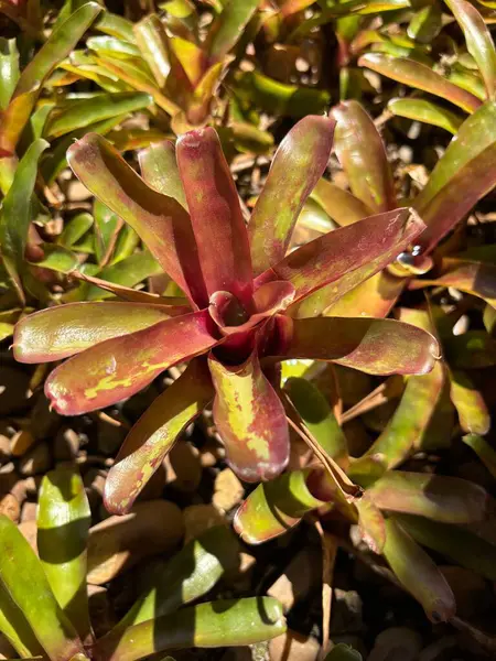 Göz kamaştırıcı yeşil ve kırmızımsı yapraklar sergileyen canlı bir bromeliad bitkisi, doğal güneş ışığında yakalanır. Yaprakların sanatsal düzenlemesi etrafını çevreleyen toprak tonlu çakıl taşlarının arasında büyüleyici bir odak noktası oluşturuyor..