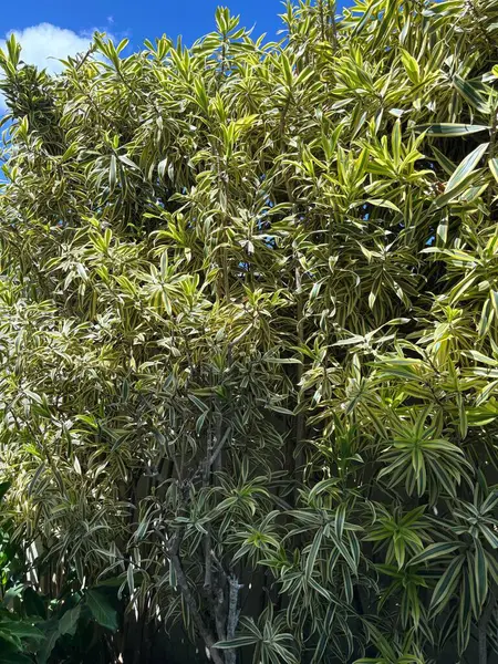 Parlak mavi gökyüzünün arka planına karşı yoğun bir tropikal bitki kümesi sergilenen, sarı çizgili yemyeşil yapraklardan oluşan canlı bir görüntü. Güneş ışığı, yaprakların zengin dokularını ve renklerini aydınlatır. Canlı ve ferahlatıcı bir ışık yaratır. 