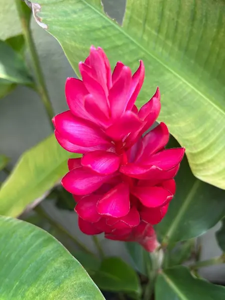 Canlı pembe bir zencefil çiçeğinin çarpıcı yakın çekimi, yemyeşil tropikal yapraklardan oluşan bir zemin üzerinde gür yapraksı yapraklar sergiliyor. Çiçeklerin yoğun pembe renkleri yumuşak yeşil yapraklarla çok güzel tezat oluşturuyor.