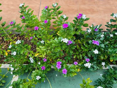 Renkli çiçeklerle dolu canlı bir bahçe, yeşil bir arkaplanda mor ve beyaz çiçekler var. Görüntü tazelik ve bereket hissi veriyor. Bahçıvanlık ve doğal güzellik aşıkları için mükemmel..