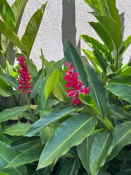 Bahçedeki yeşil bitkiler