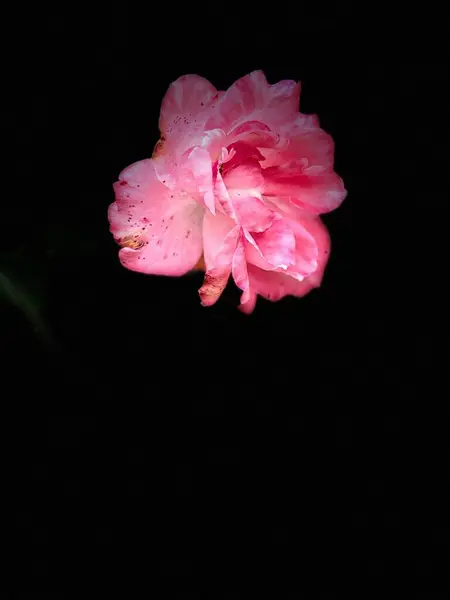 Güzel botanik fotoğrafı, doğal duvar kağıdı.