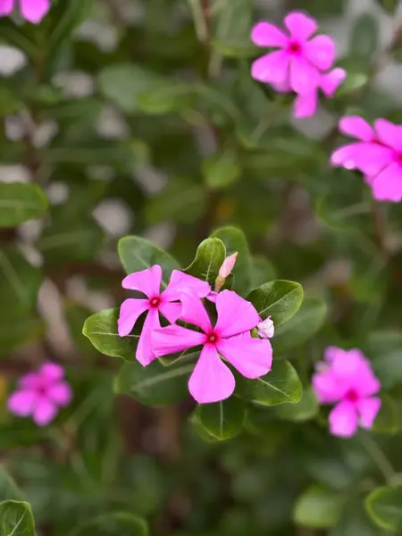 Bahçedeki güzel çiçekler