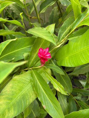 yeşil yapraklar, bitkiler ve yapraklar