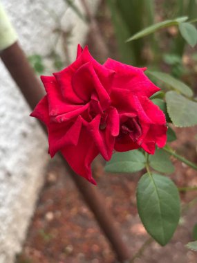 Bahçedeki güzel güller