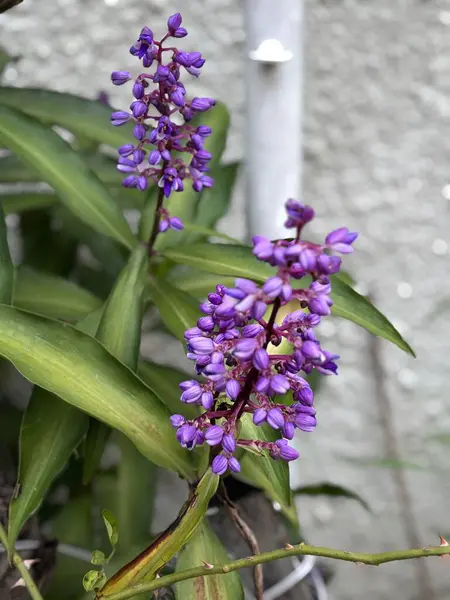 Bahçedeki güzel çiçekler