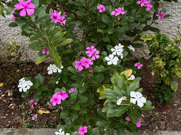 Bahçedeki güzel pembe ve beyaz çiçekler