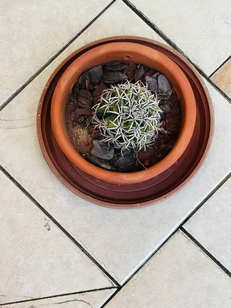 Sağlıklı, canlı bir kaktüs, döşeme zeminine sahip bir fincan tabağında yetişir. Toprak yüzeyi, toprak ve kayaların karışımını ortaya çıkarıyor. Bu da dikkatli bir bahçıvanlık olduğunu gösteriyor..