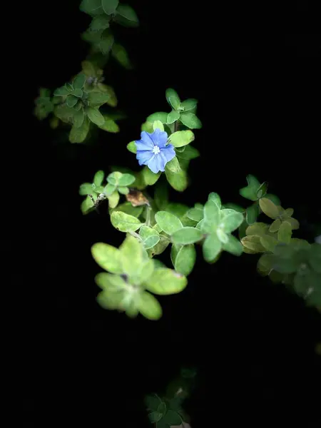 Parlak yeşil yapraklar arasında izole edilmiş, koyu bir arkaplanda duran güzel mavi bir çiçek. Görüntü doğanın güzelliğini yakalar, direnç ve umudu sembolize eder..
