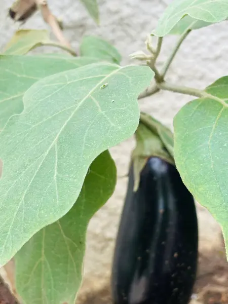 Sağlıklı bir bitkinin yeşil yaprakları arasında büyüyen parlak mor bir patlıcan. Görüntü, doğanın güzelliğini ve taze sebzelerin yetiştirilmesini, uyum ve yaşam duygusunu yansıtıyor..