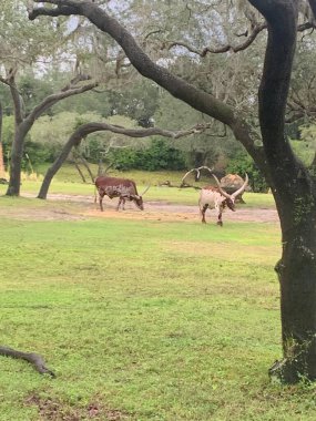 İki Longhorn ineği görkemli ağaçlarla çevrili uçsuz bucaksız yeşil bir çayırda huzur içinde otluyor. Mekan sakin ve sakin, kırsal hayatın güzelliğini yansıtıyor..