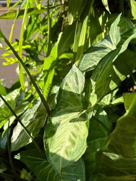 Parlak yeşil yaprakların doğal bir ortamda güzel bir yakın çekimi. Yaprakların detaylı dokuları, bahçenin canlı ve ferahlatıcı doğasının özünü yansıtan bir ışık ve gölge oyunu sergiliyor..