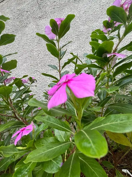 Bereketli yeşil yaprakların arasında açan canlı pembe çiçeklerin bolluğu. Görüntü, çiçeklerin güzelliğini ve zarafetini yakalıyor. Doğal bir ortamda tazelik ve sükunet hissi uyandırıyor..