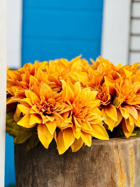 Yumuşak mavi bir arkaplan karşısında canlı sarı çiçeklerle dolu taşralı ahşap bir vazo sıcaklık ve neşe hissi yaratıyor. Çiçeklerin, uzaya neşeli ve davetkar bir görünüm getiren, yoğun sarı ve turuncu tonlara sahip iyi tanımlanmış taç yaprakları vardır..