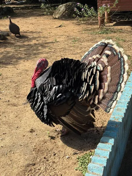 Görkemli bir tavus kuşu, canlı ve dokulu tüylerini arka planda bir kum ve bitki örtüsüne karşı sergilerken, diğer bir tavus kuşu da arka planda bir göz atıyor. Sahne, bu görkemli kuşun güzelliğini yakalar ve onu büyüler. 