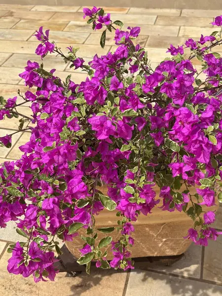 Çiçek açmış güzel bir begonvilli bitki. Canlı mor çiçekler yeşil yapraklarla çelişiyor. Sahne, doğanın güzelliğini ve çevrenin huzurunu yakalıyor. Bahçe ve renkli bitkiler için ideal..