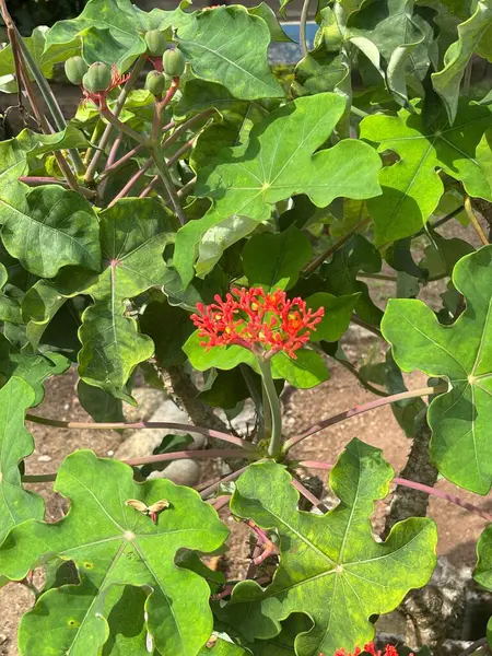 Yoğun yeşil yapraklardan çıkan canlı kırmızı bir çiçek, tropikal doğanın dokularını ve renklerini harmanlıyor. Bitki, yaprakların görkemli yeşil tonları ile çiçeklerin yoğun kırmızısı arasında çarpıcı bir tezat oluşturuyor.