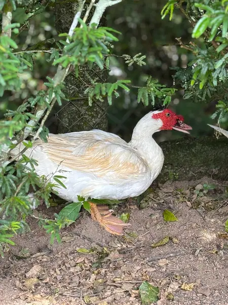 Yumuşak tüyleri olan beyaz bir ördek ve kafasında canlı bir kırmızı serpinti bir çalılığın yeşil yaprakları arasında duruyor ve doğada çekici bir kontrastlık oluşturuyor. Huzurlu ortam bir huzur ve uyum hissi veriyor..