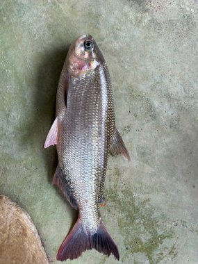 Beton zemine yerleştirilmiş taze bir balığın görüntüsü. Balıkların parlak gözleri ve küçük bir yüzgeci ile ışığı yansıtan gümüşi bir ceketi vardır. Atmosfer tazelik ve doğanın bir parçasıdır. Görüntü tazelik hissi uyandırıyor ve...