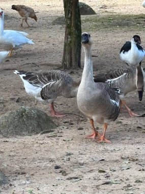 Bir grup kaz ve ördek doğal bir çevrede, kayalar ve bitki örtüsüyle çevrili. Ön plandaki kaz boynunu kaldırmış, tetikte ve meraklı bir şekilde öne çıkıyor. Kuşlar mekanı huzurlu bir atmosferle paylaşıyor., 