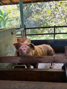Sağlıklı bir domuz, kahverengi kürklü ve büyük kulaklı, bir çiftlik ortamında, etrafı ahşap ile çevrili, kırsal yaşamı ve hayvanların doğal ortamını yansıtan,.
