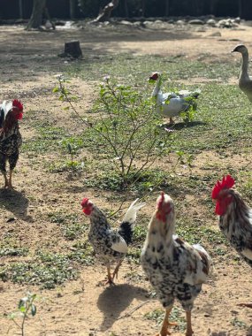 Renkli tüylü tavukların arka planda bir kaz ile kirli zeminde dolaştığı canlı bir kırsal arka bahçe. Güneş ışığı parlıyor, çevrenin güzelliğini ve sükunetini vurguluyor, kırsal yaşamın özünü yakalıyor..