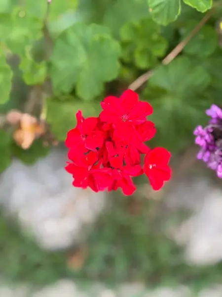 Bahçedeki canlı kırmızı çiçeklere yakın çekim. Yapraklar parlak ve göz alıcı, taze yeşil yapraklarla çevrili. Doğal güzellik ve sükunet hissi doğanın ortasında.