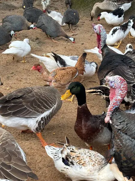 Kırsal alanda ördekler, kazlar, hindiler ve tavuklardan oluşan canlı bir kuş sürüsü. Kuşlar yerde birlikte hareket eder, çeşitlilik ve enerji dolu bir kır hayatı yaratırlar..