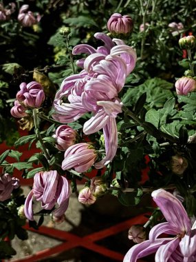 Canlı pembe karanfil çiçekleri grubu, narin, stilize yapraklarını sergiliyor, gece ışıklandırılmış bir ortamda diğer çiçeklerin yeşil bir zeminiyle çevrili. Sahne dingin bir güzellik ve sükunet hissi uyandırıyor..