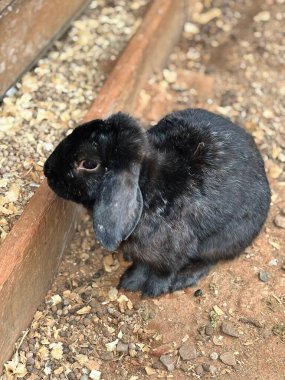 Kırsal bir ortamda oturan sarkık kulaklı, siyah bir tavşanın hoş bir görüntüsü. Tavşan ahşap bir yatakta, küçük taşlar ve talaşlarla çevrili, sükunet ve huzur hissi yayıyor..