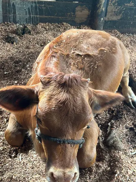 Kahverengi bir buzağı, saman ve talaşla çevrili bir ahırda huzur içinde yatar. Kırsal alanda huzur ve sükunet hissi taşır..